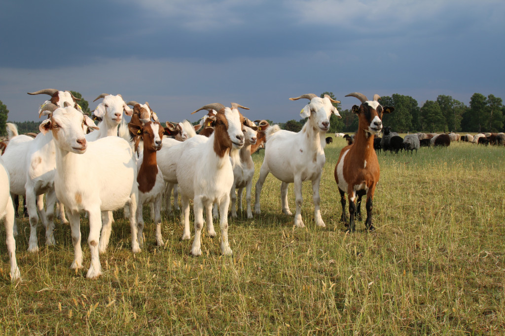 Herd of goat and flock of sheep on a grassland